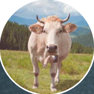 Bovino di razza Fassona Piemontese al pascolo.
