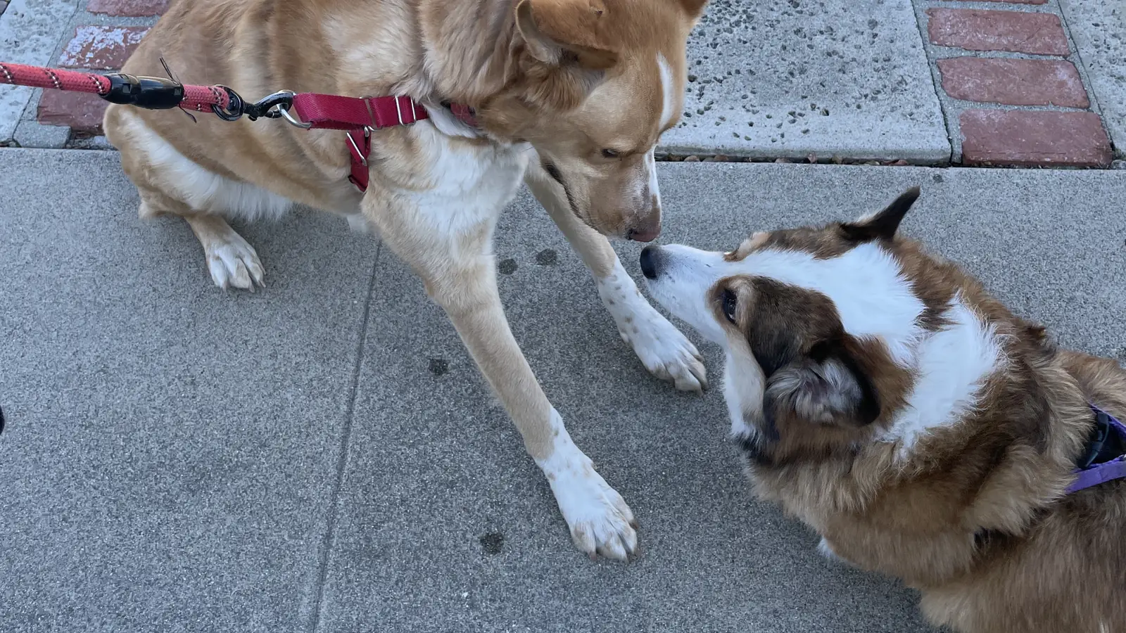 A guest dog and Mina the corgi greeting nose to nose on the sidewalk, both on leash