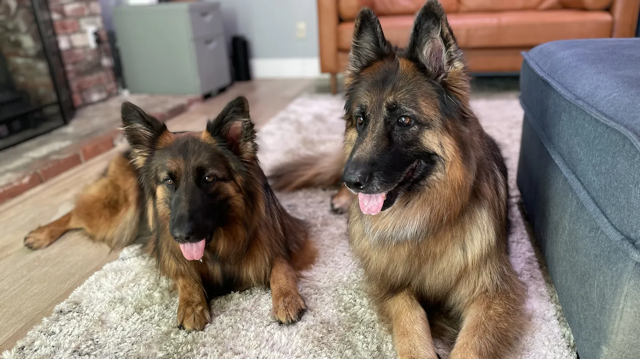 Two German Shepherds resting together on the rug