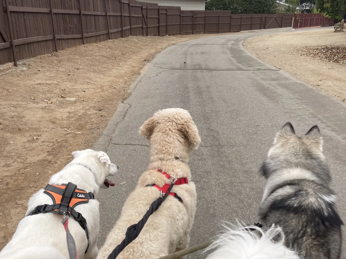 Three dogs walking together on the morning trail
