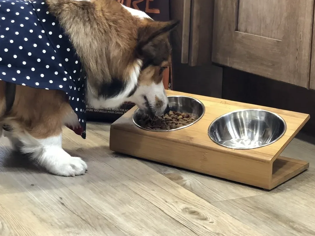 A dog eating breakfast on her own at a raised feeding station