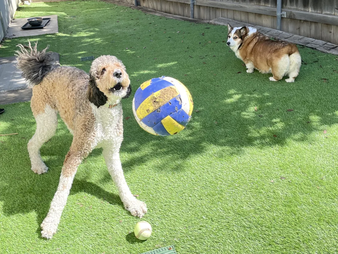A guest dog catching a volleyball in mid-air on the turf while Mina the corgi watches from the shade