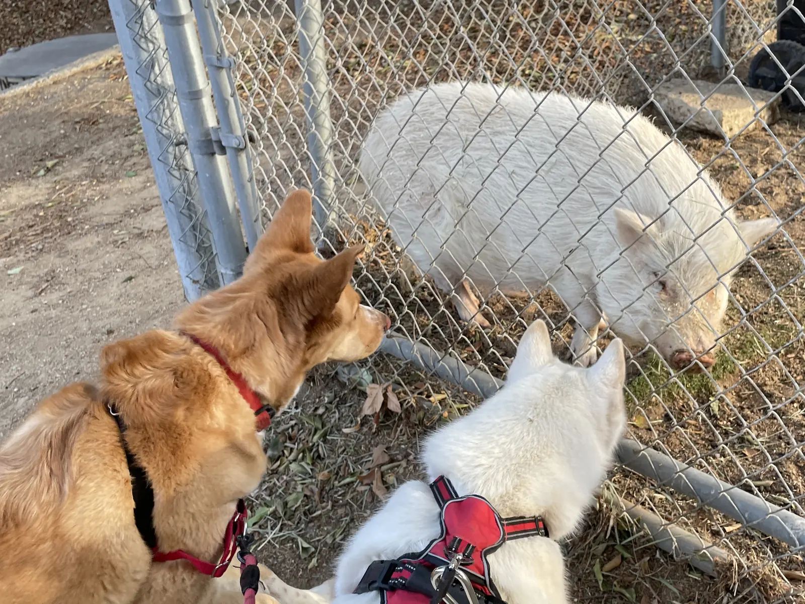 Three guest dogs meeting Biscuit the pig through a fence on the late afternoon walk