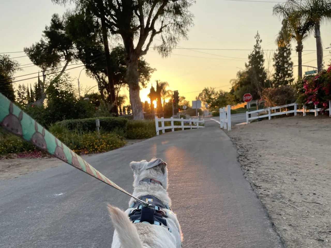 Evening walk at sunset