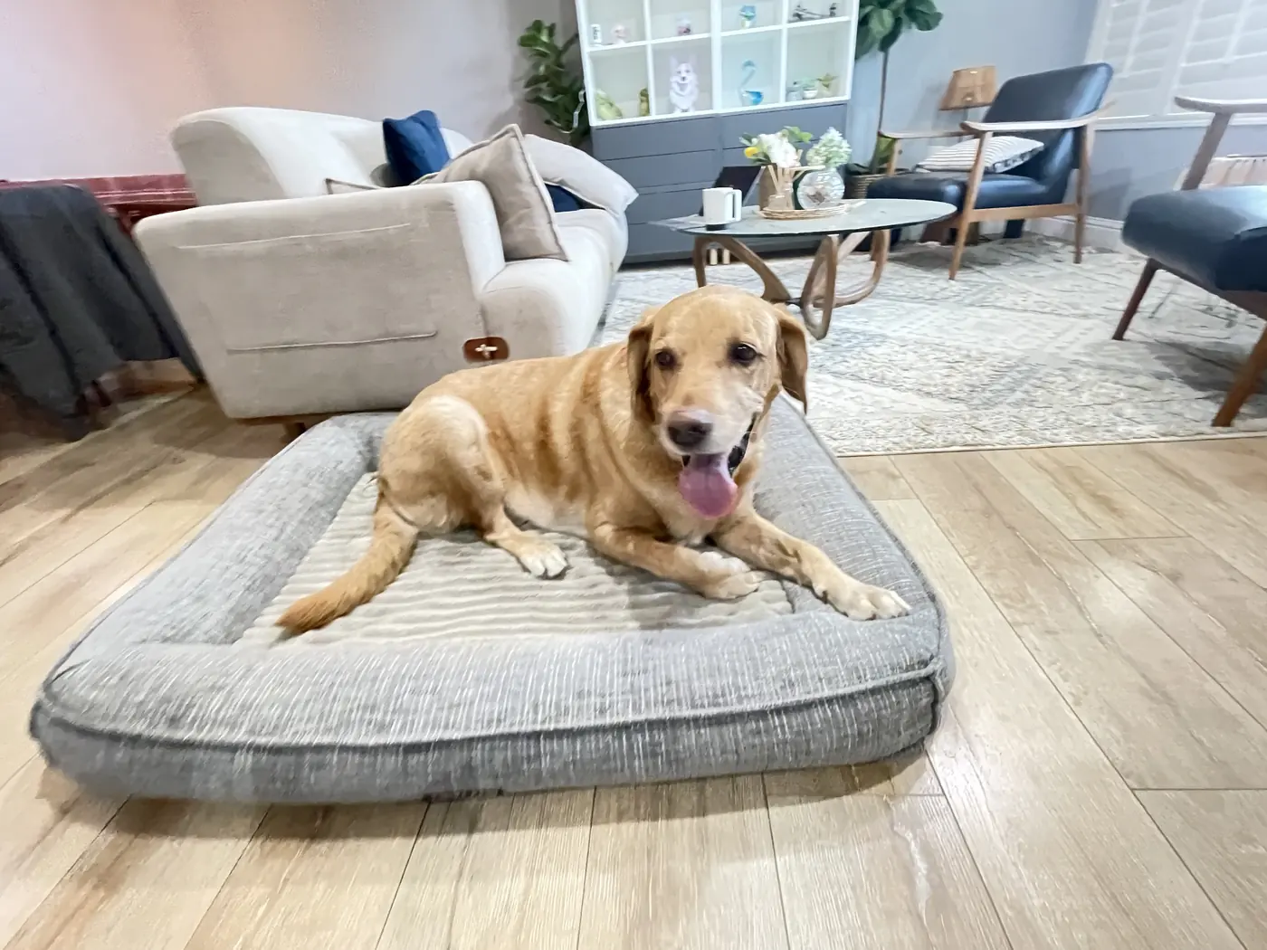 A guest dog resting on his bed in the living room where dogs spend the day