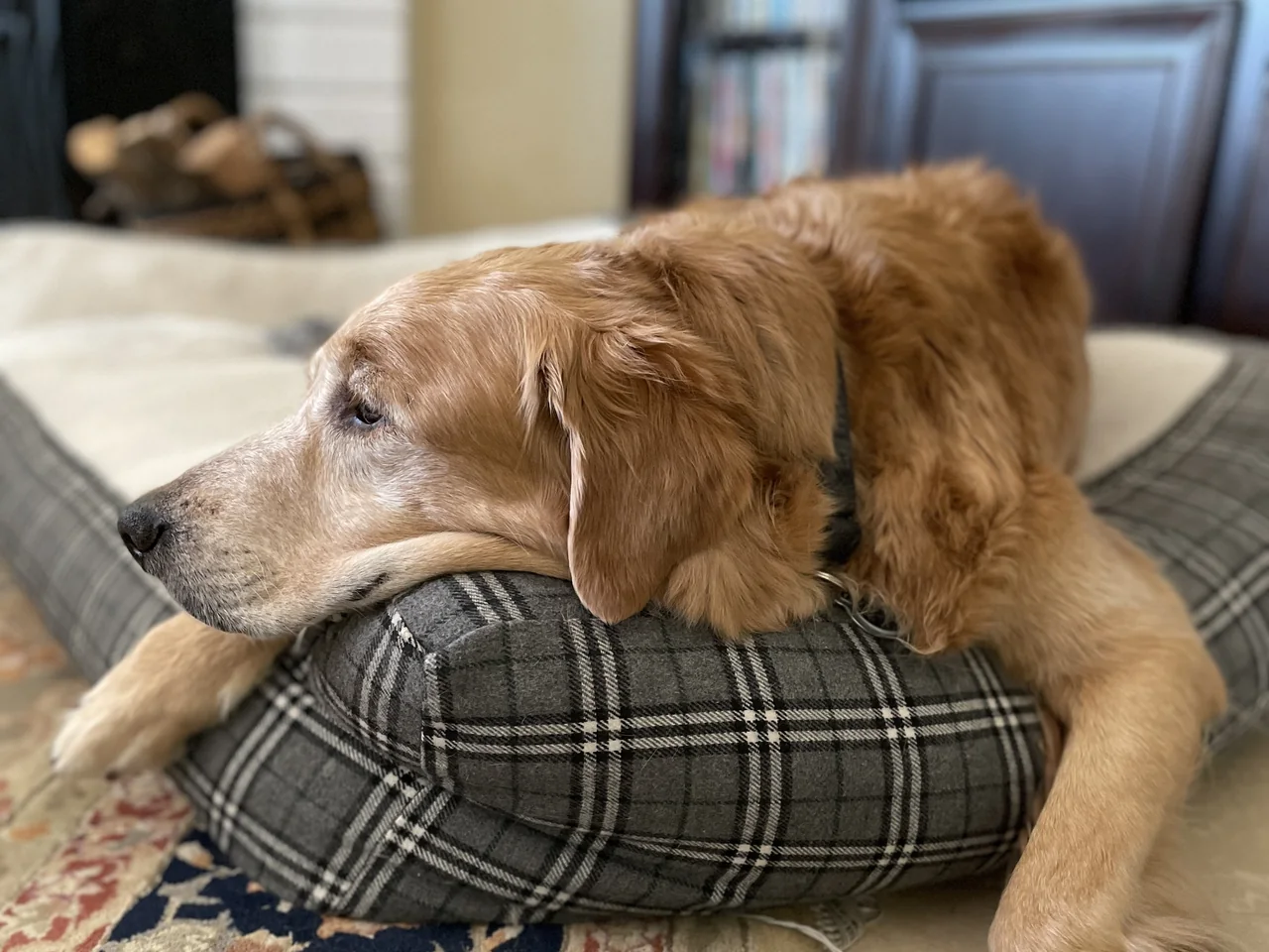 A senior golden retriever asleep with his head on the bolster of his bed in the living room