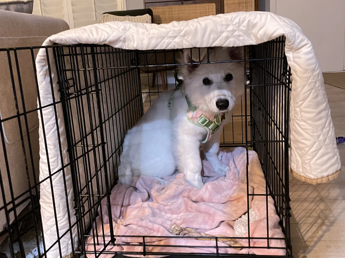 A guest dog sitting in her own crate in the living room with the door open