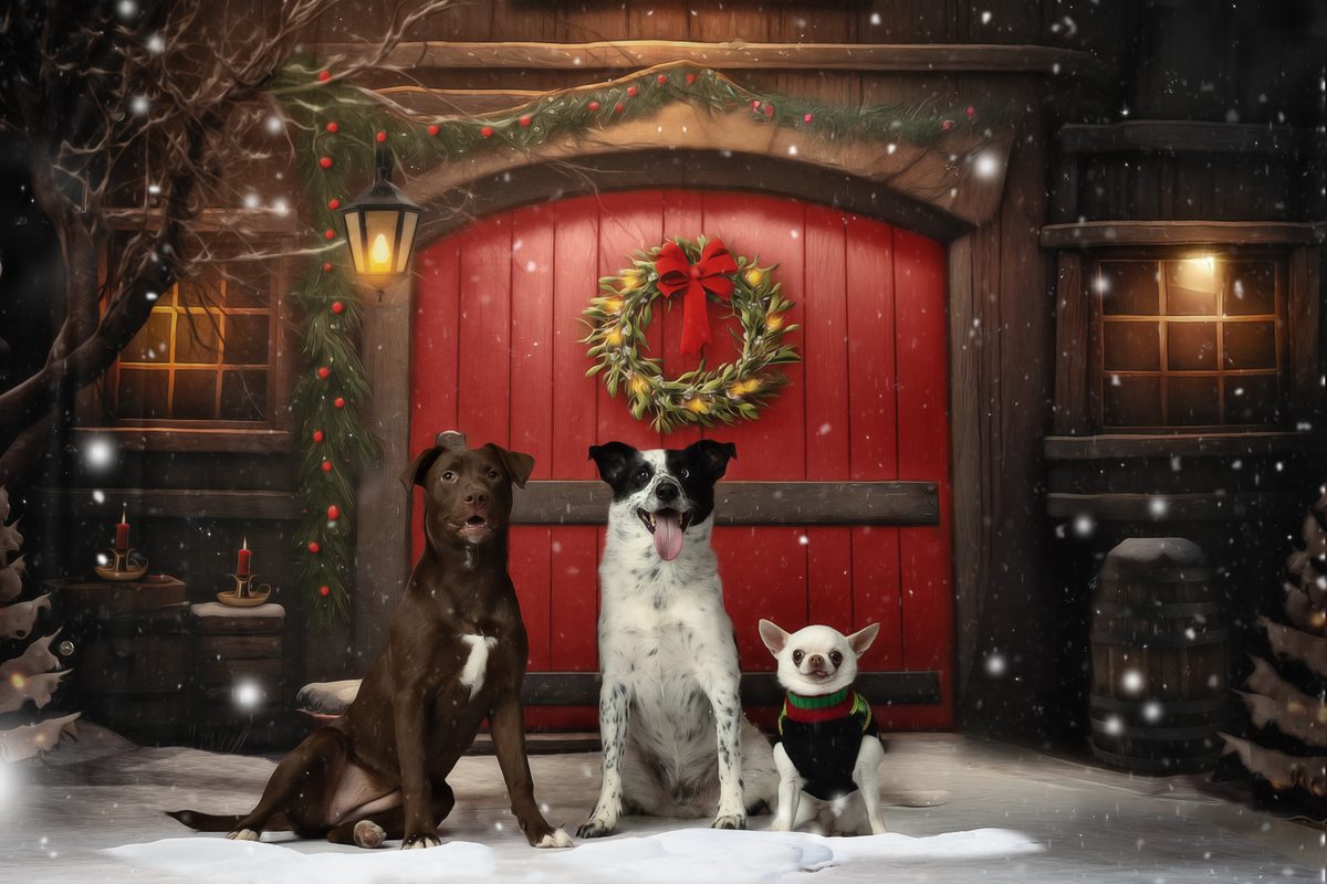 Three dogs in front of a red holiday barn door with wreath