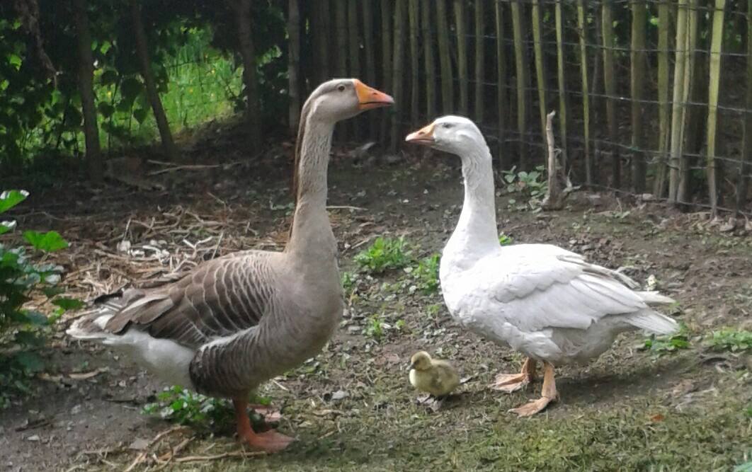 Bénévoles et animaux