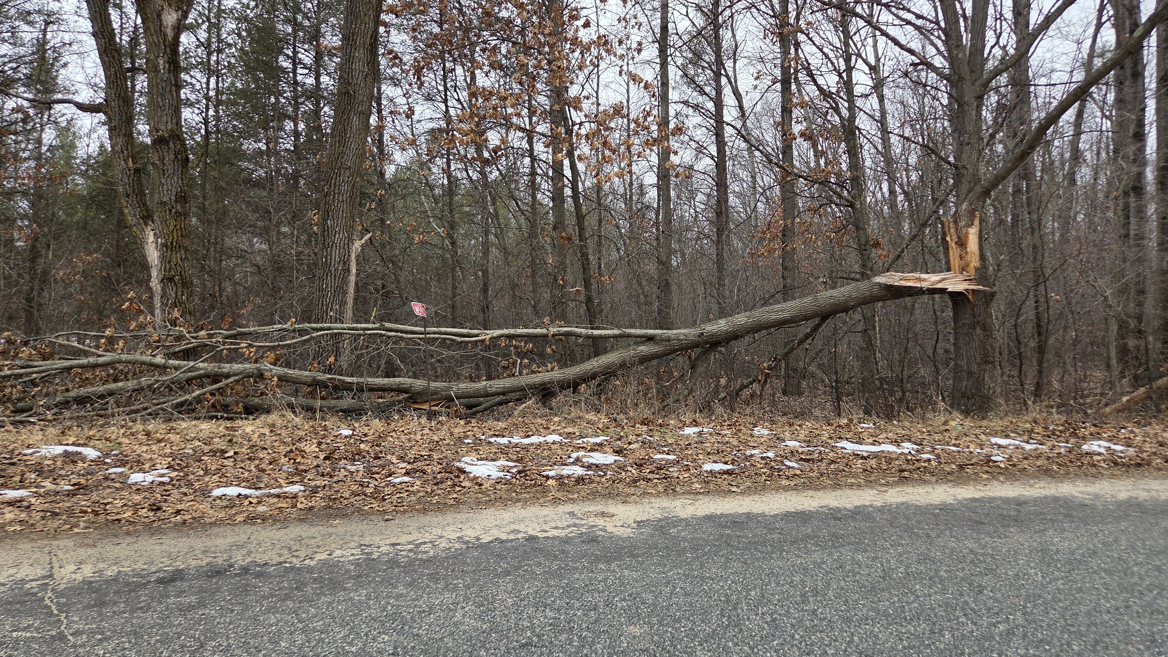 Storm damaged tree in residential area