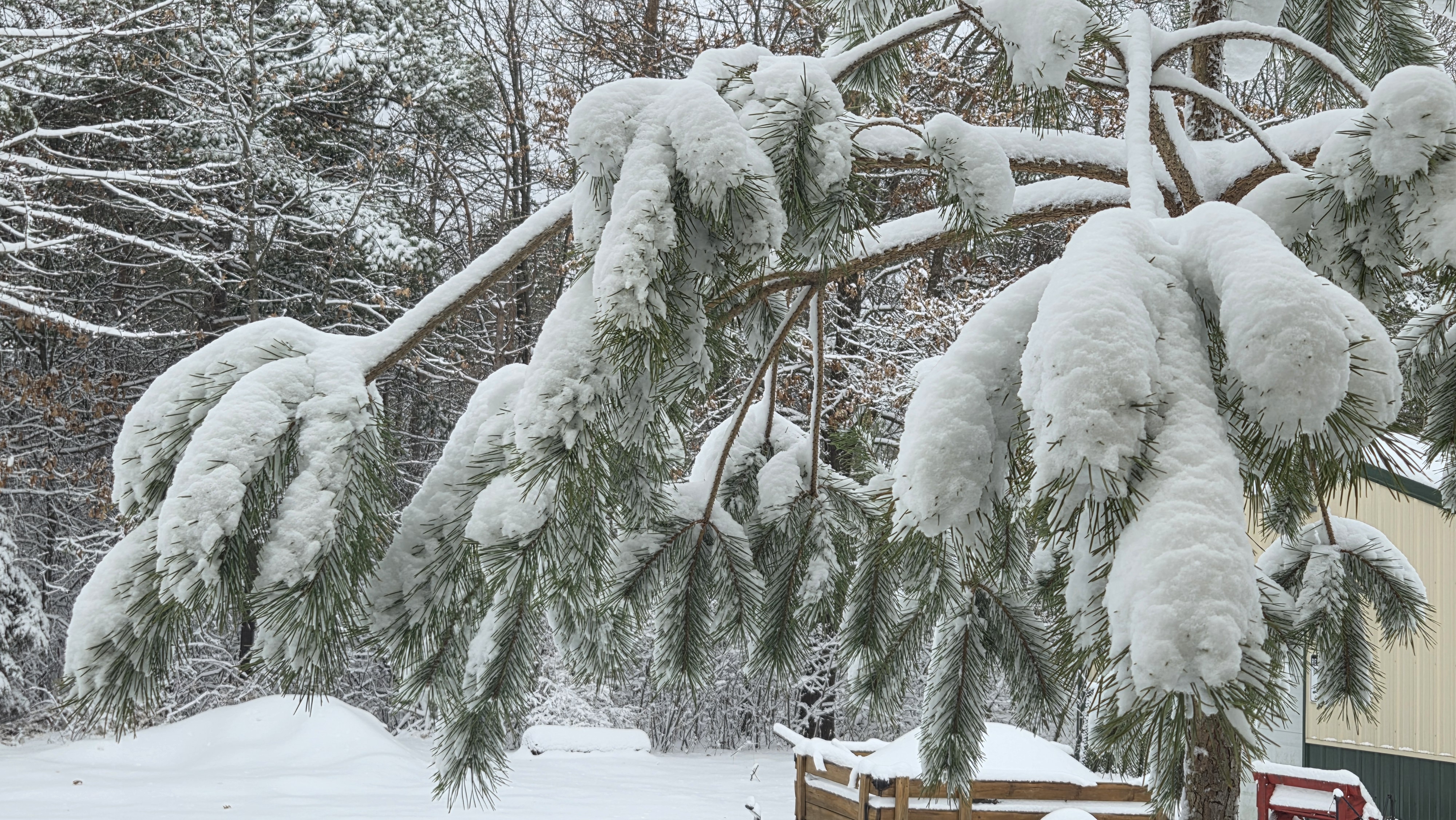 Pine tree branch covered with snow and ice after a winter storm. Pine tree branch covered with snow and ice after a winter storm.