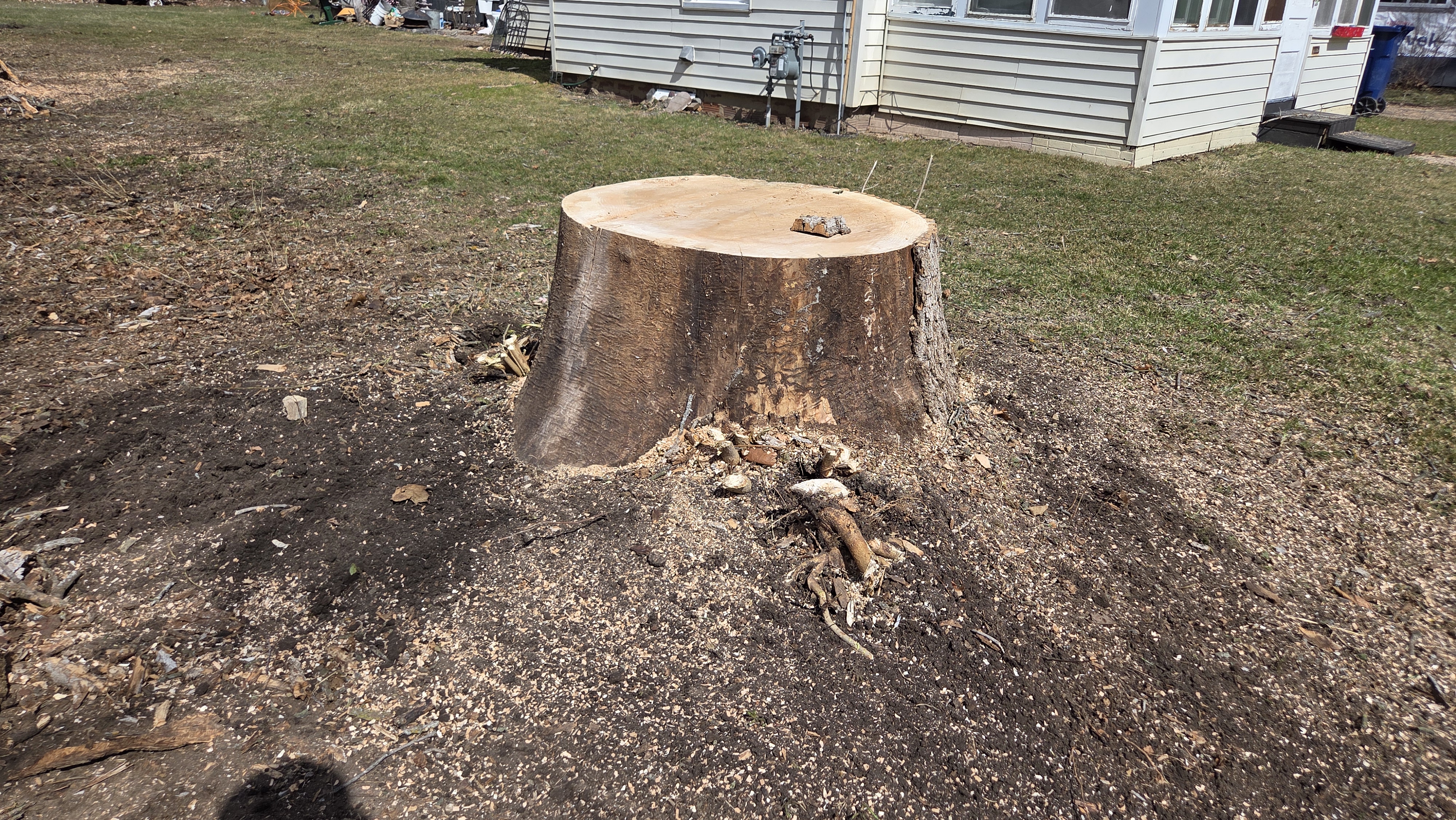 Tree stump after recent tree removal in a residential yard. Tree stump after recent tree removal in a residential yard.