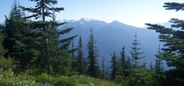PNW mountains and trees