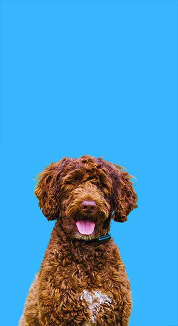 Cute dog on blue background