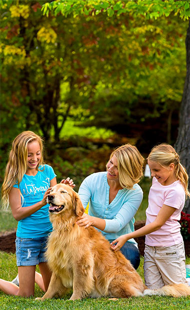 Dog playing with family safely in yard