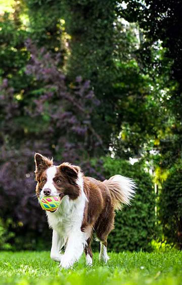 Dog playing with ball in yard