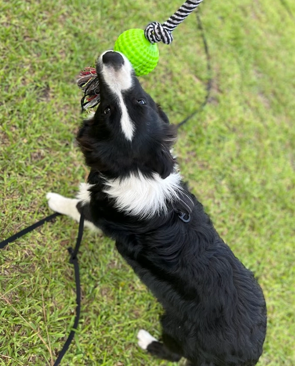 puppy-boarding