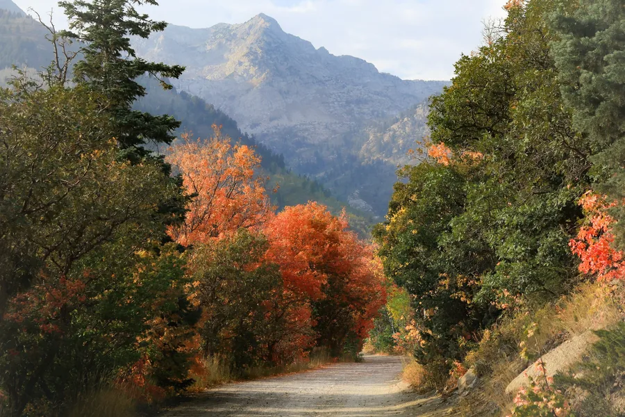 Autumn trees beside a trail in American Fork Canyon, Utah