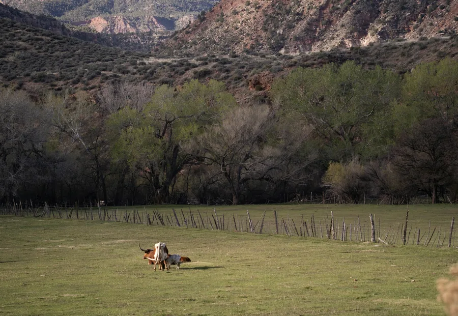 Cow grazing in a pasture below the mountains in Springville, Utah