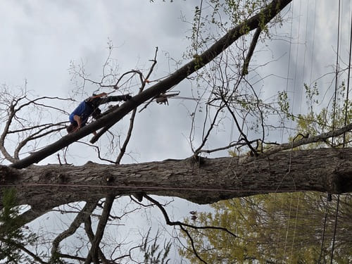 Sod Installation & Lawn Renovation Greenville County