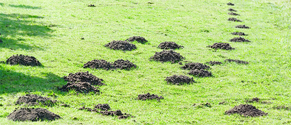 Mole damage and molehills in a lawn