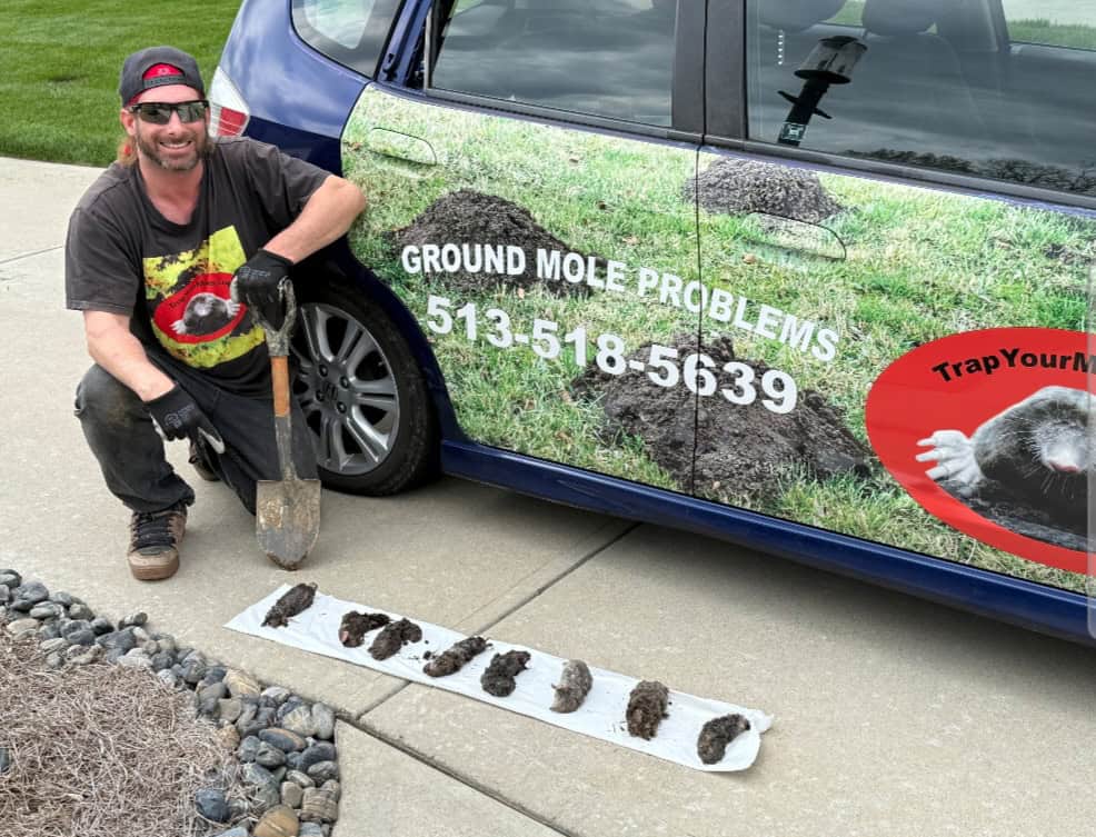 Dry Ridge mole removal: Trap Your Moles technician with caught Eastern Ground Moles beside branded service vehicle