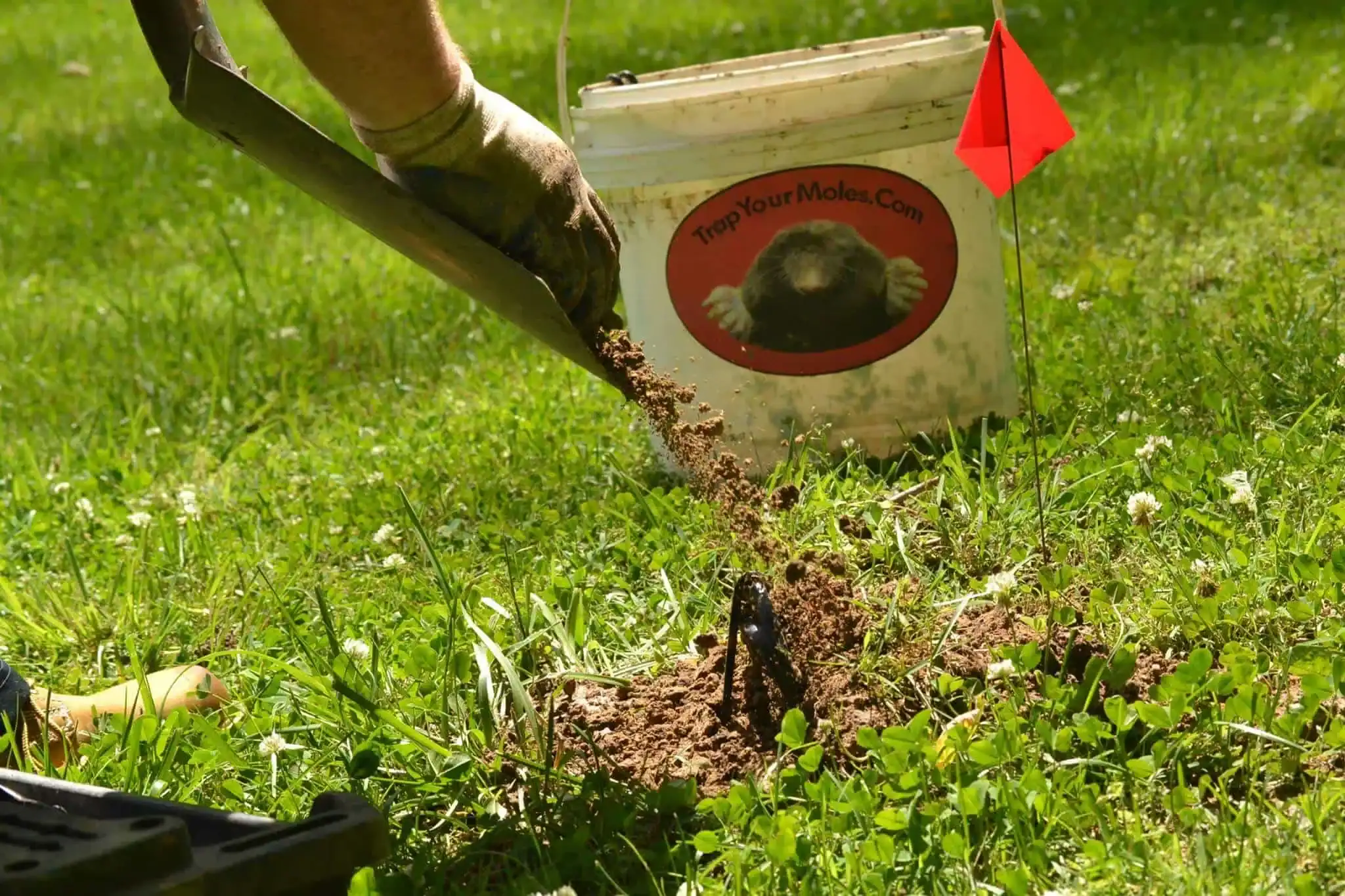 Indian Hill mole removal: Trap Your Moles technician installing humane mechanical trap with marker flag