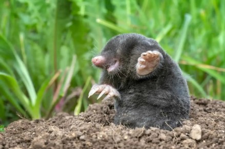 Eastern ground mole