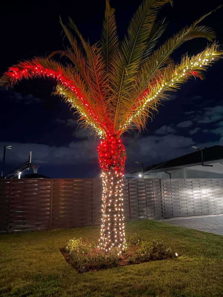 Date palm with red and warm white lights on trunk and fronds
