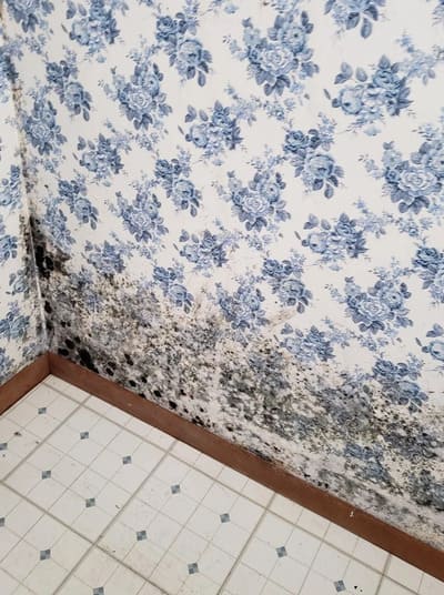 Mold Inspection in Waterford