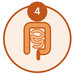 Gut Reset