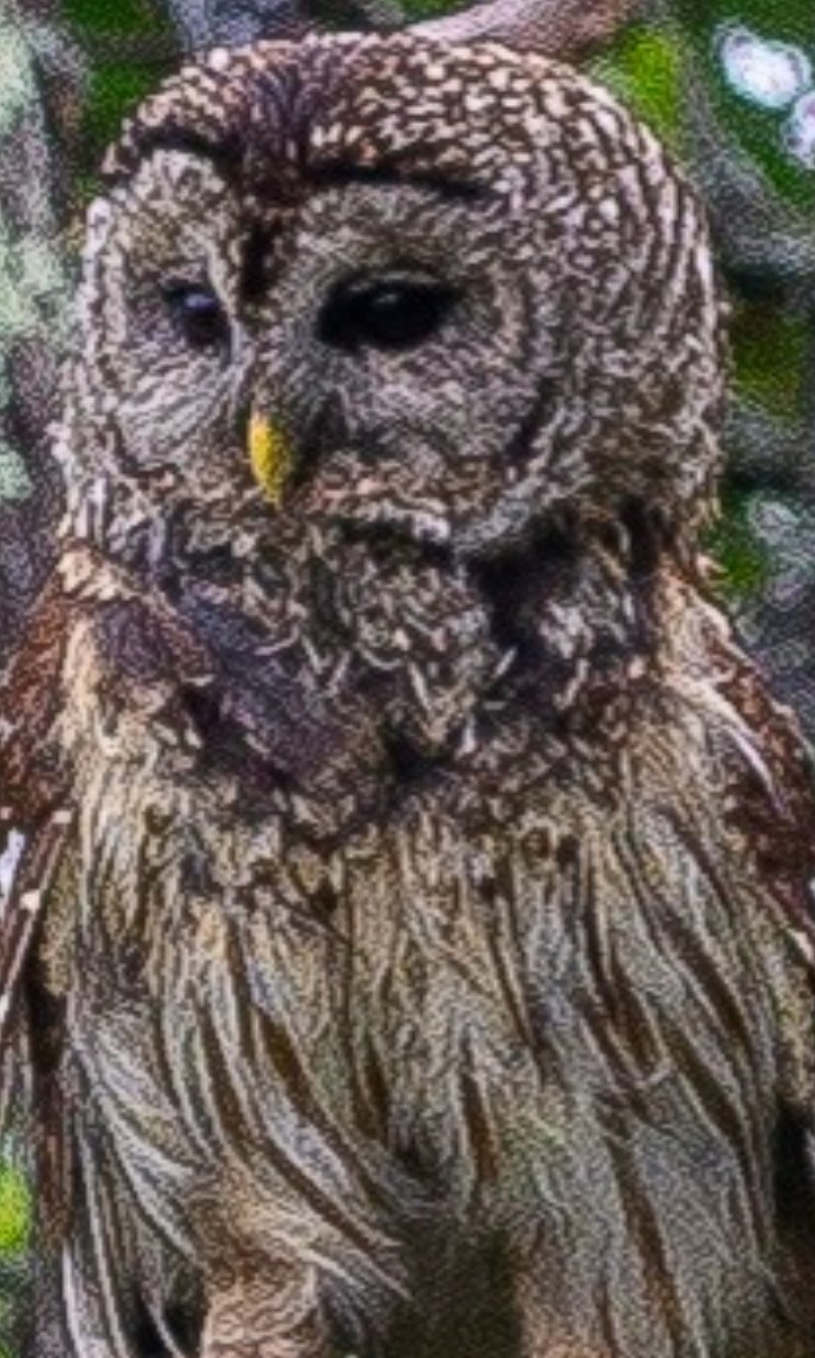 Barred owl, photographed by Douglas Beecher