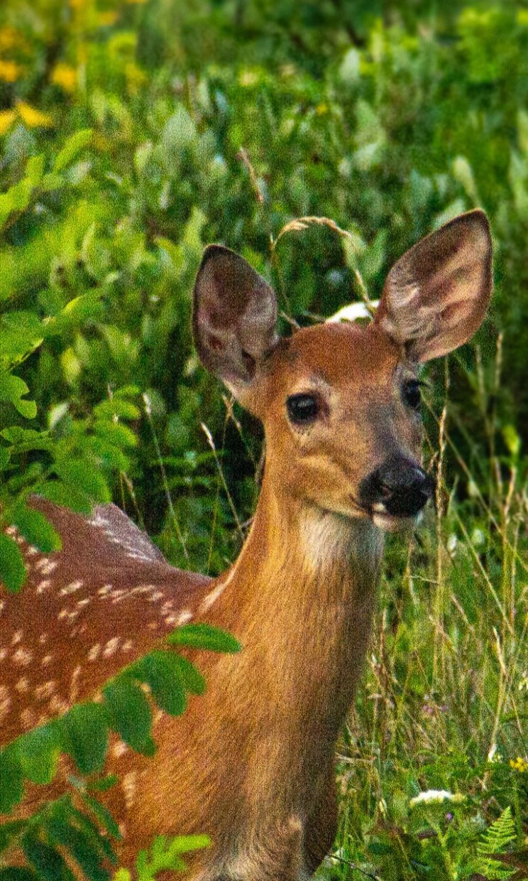 Young deer in Shenandoah, photographed by Douglas Beecher