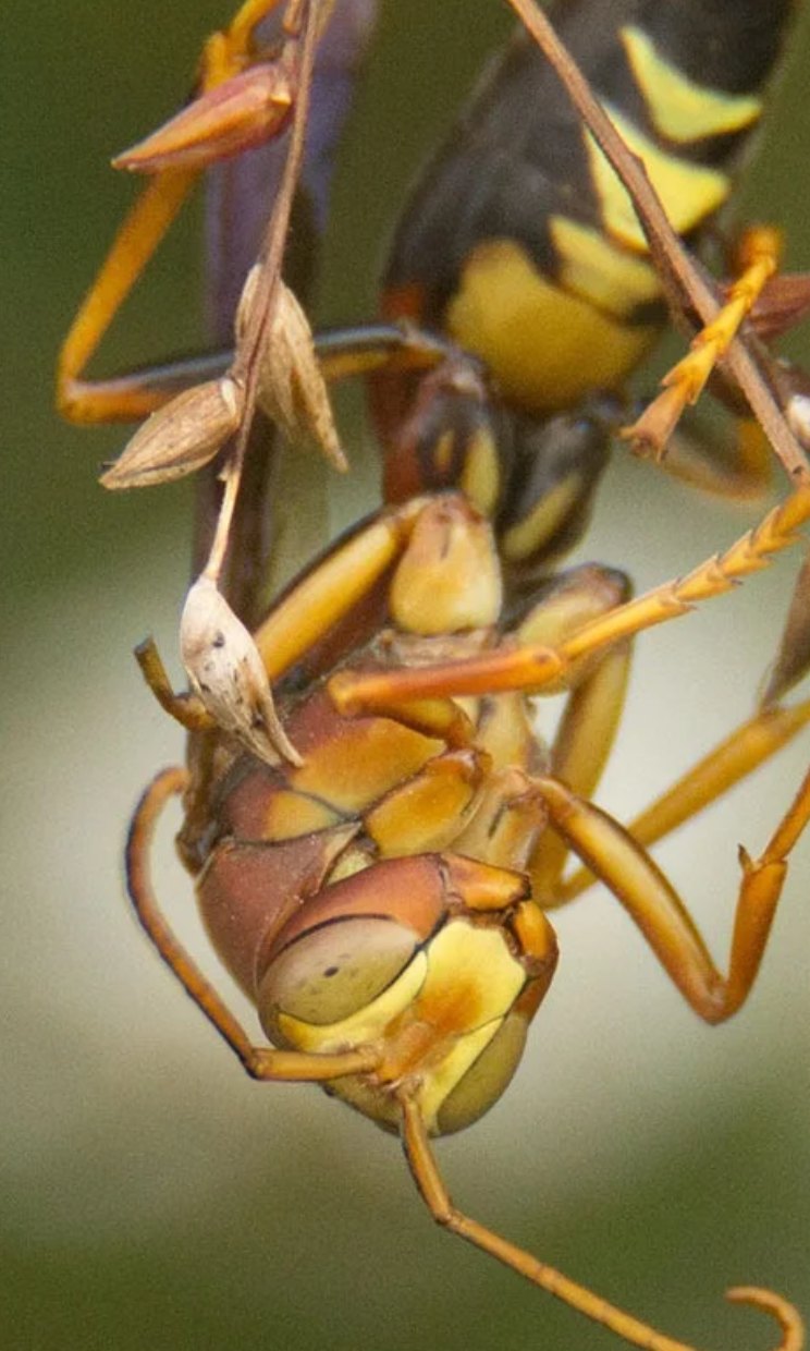 Wasp close up, photographed by Douglas Beecher