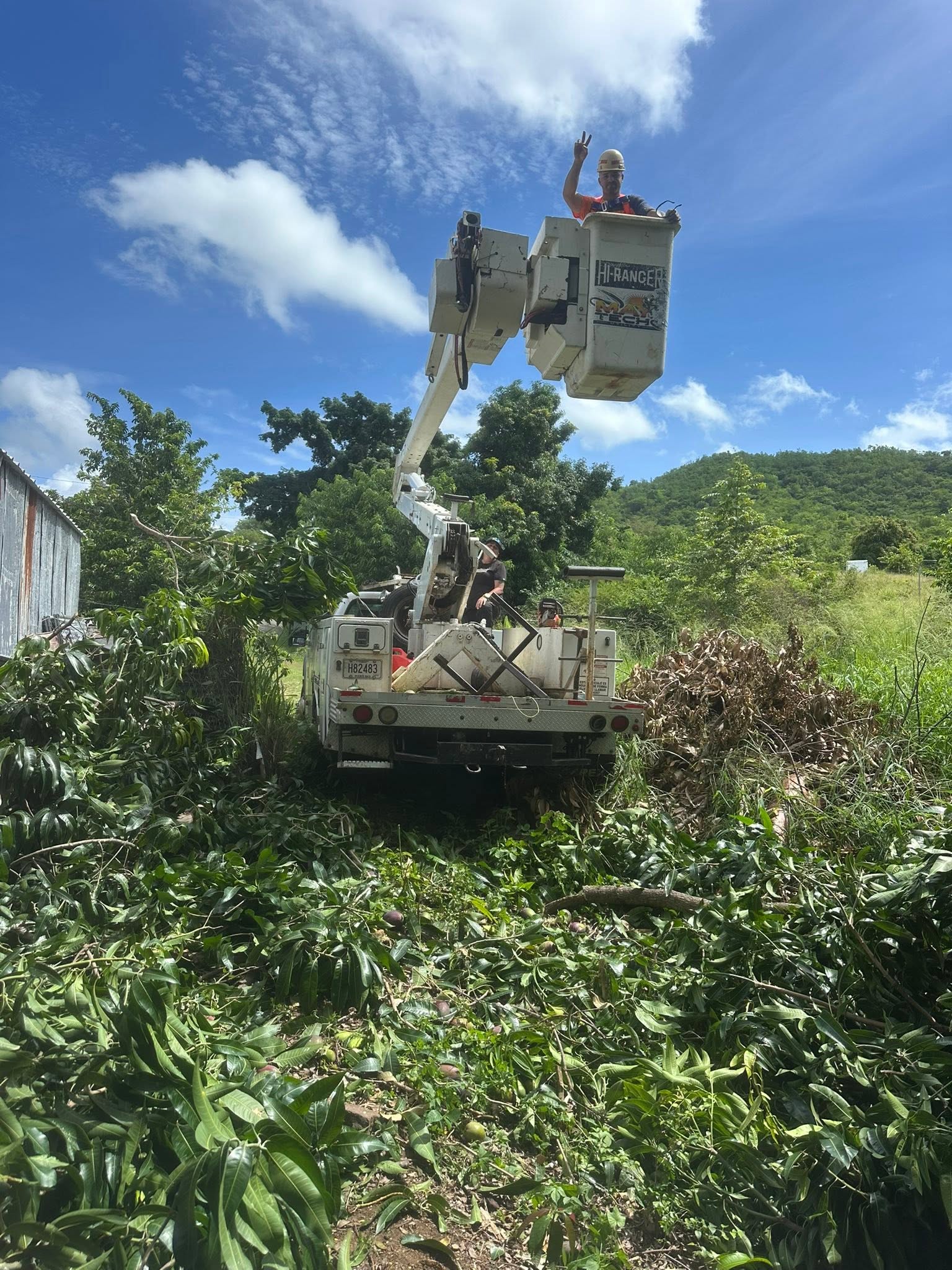 Poda y Corte de Árboles realizado por Ledey Lawn Care