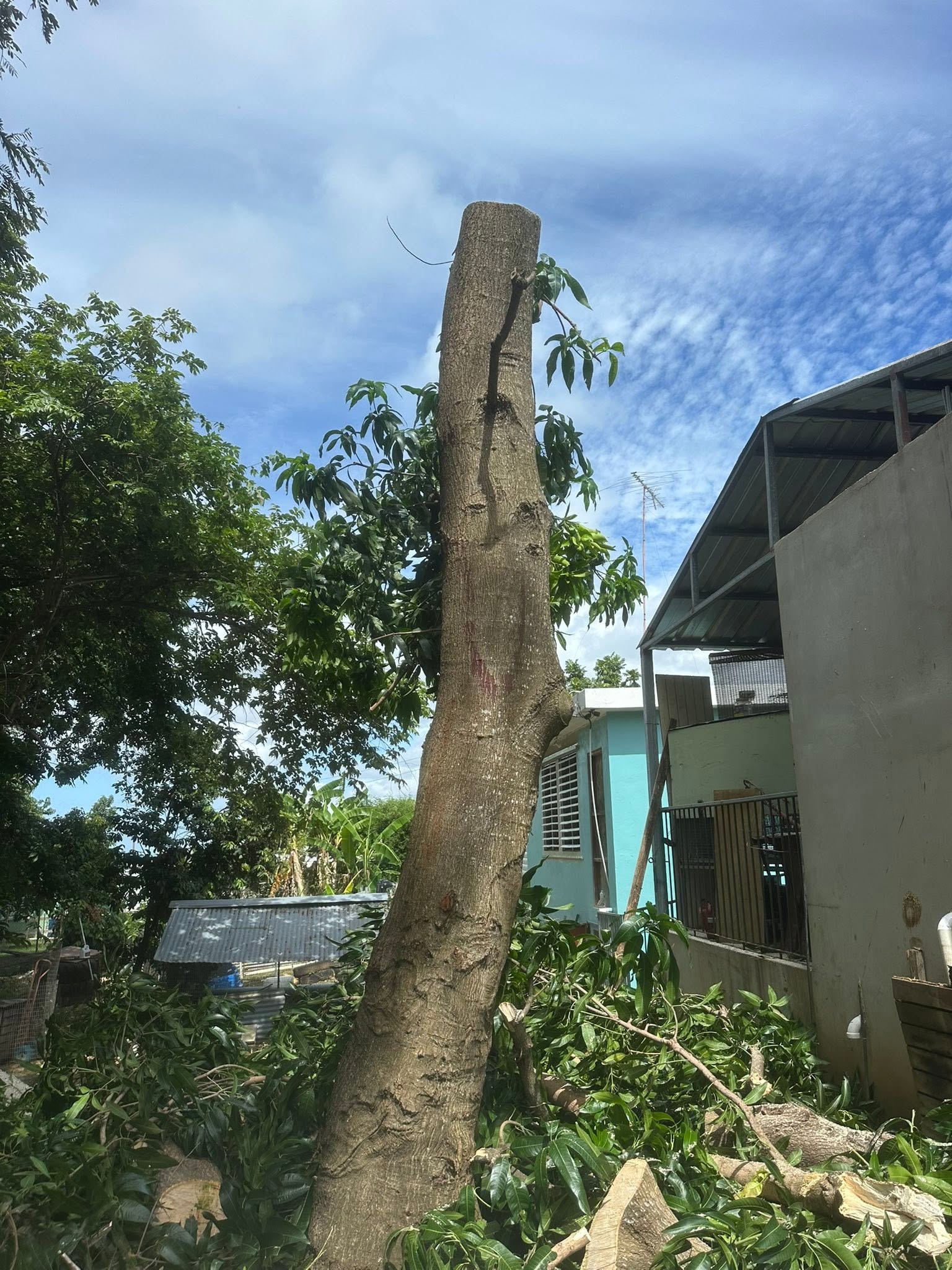 Control de vegetación alrededor de una propiedad por Ledey Lawn Care