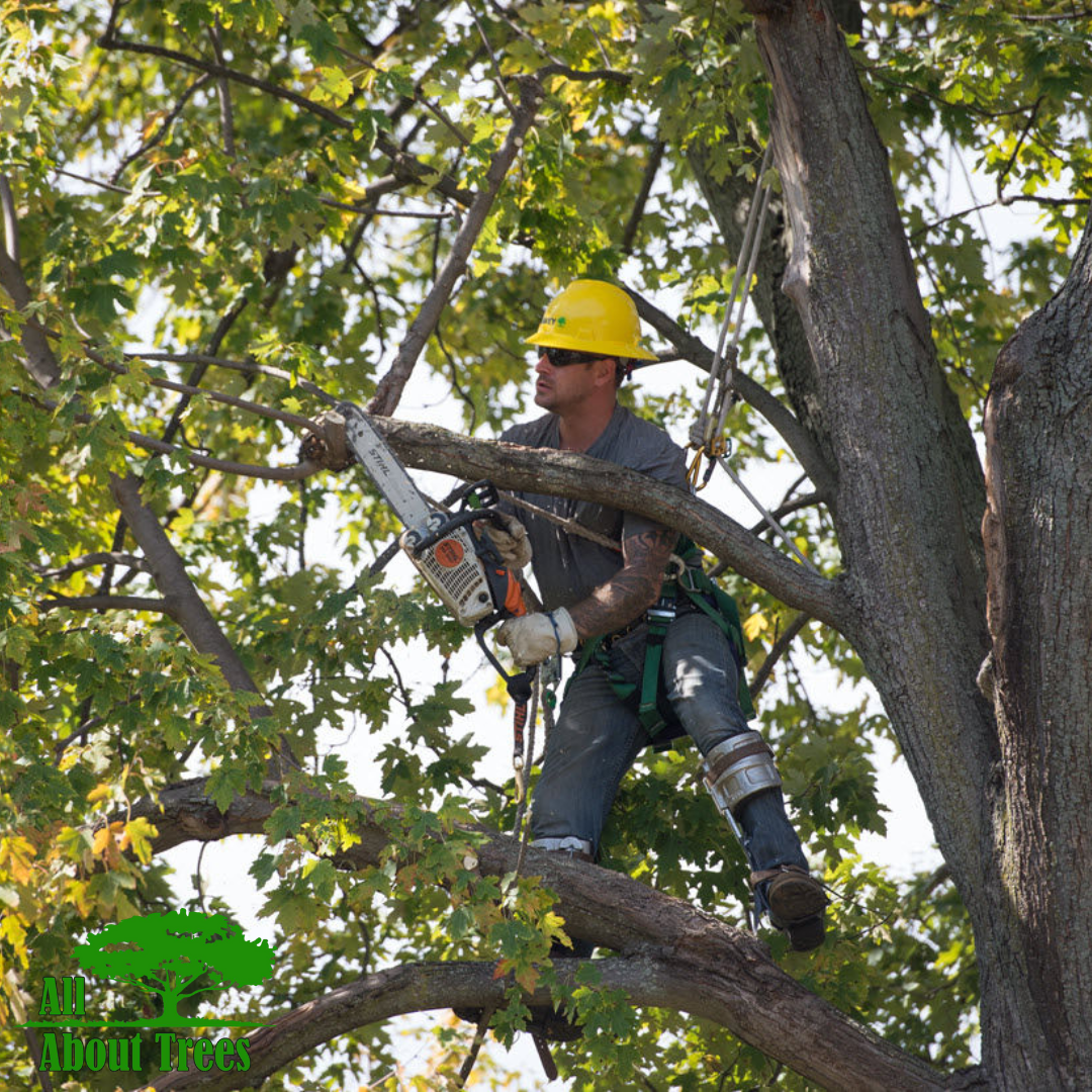 Arborist services