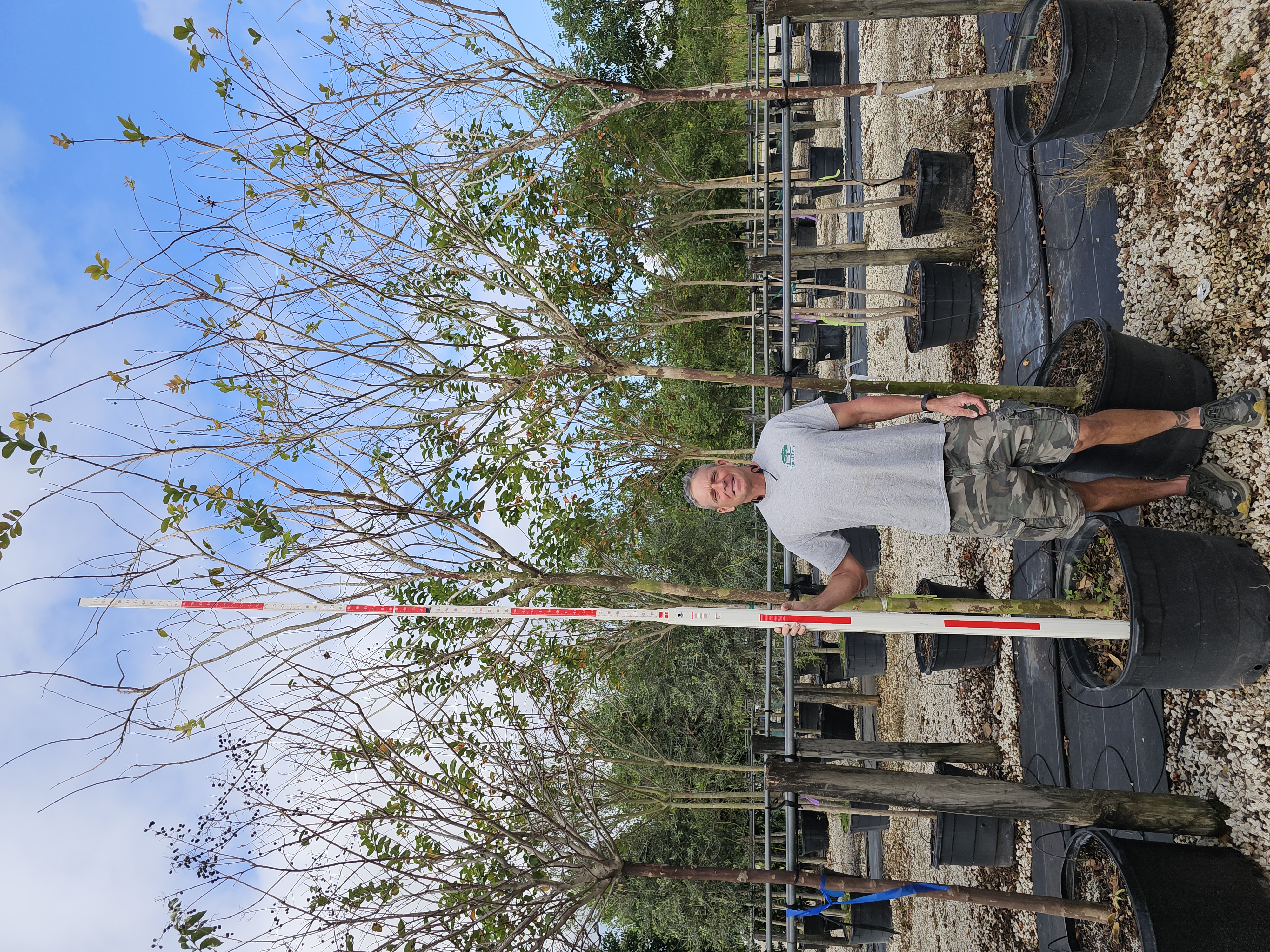 Tree care on an estate property in Broward County