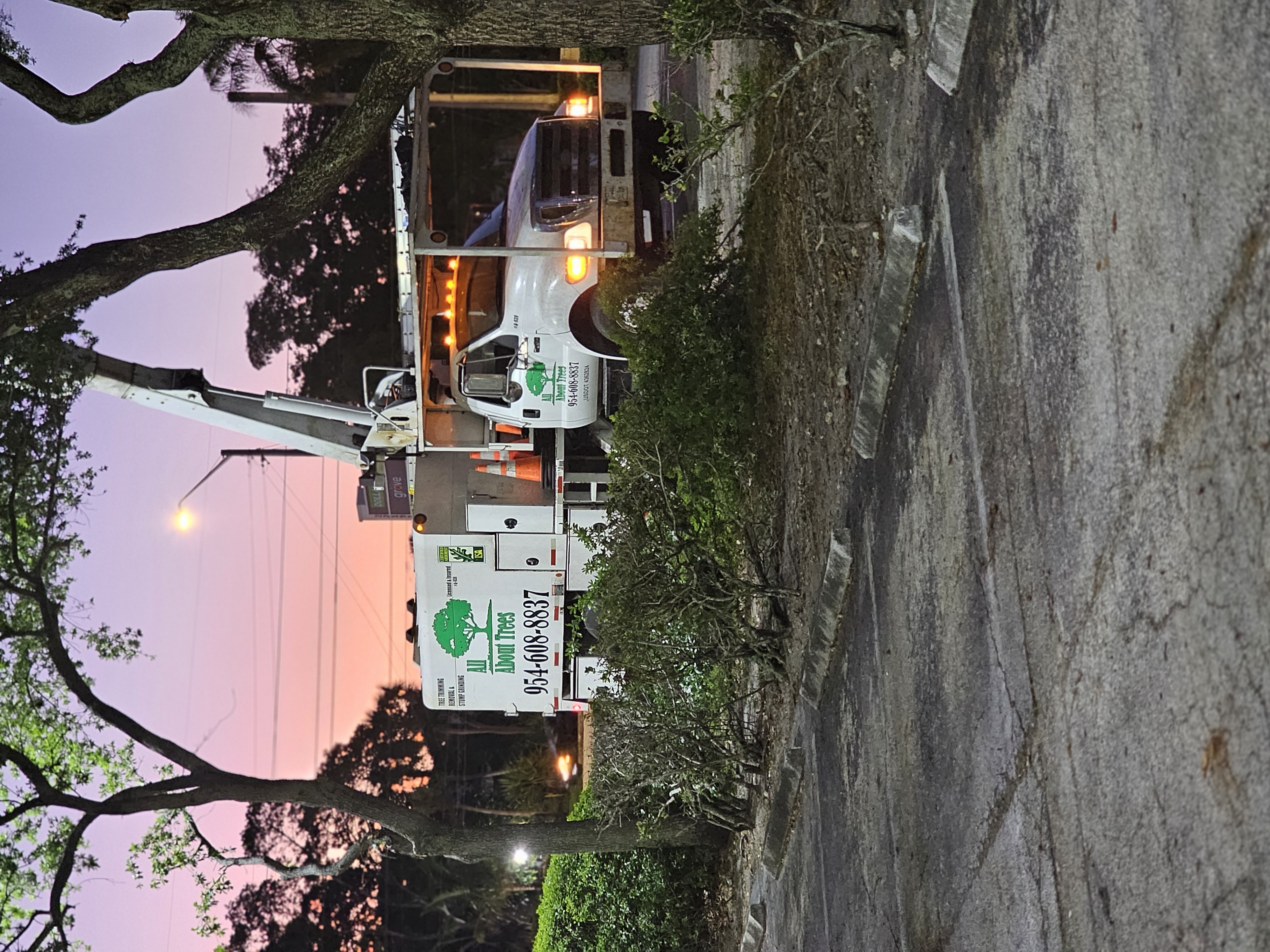 All About Trees crew at work on a Fort Lauderdale property
