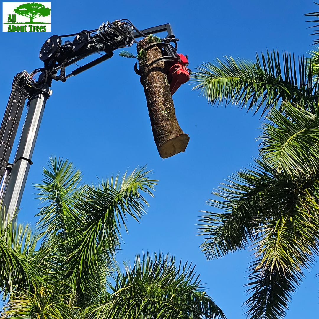 Professional tree care by All About Trees