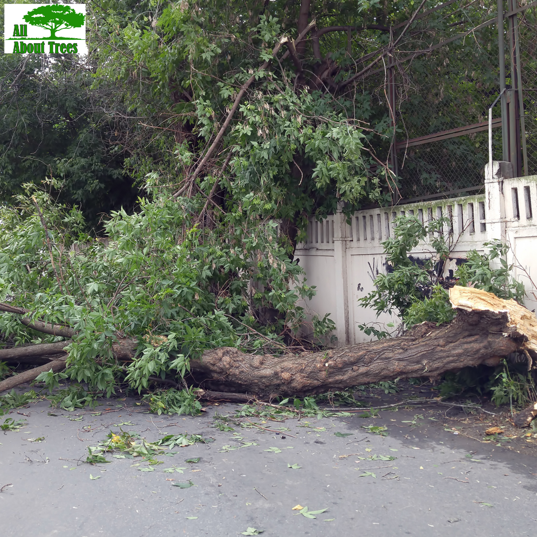 Emergency tree service