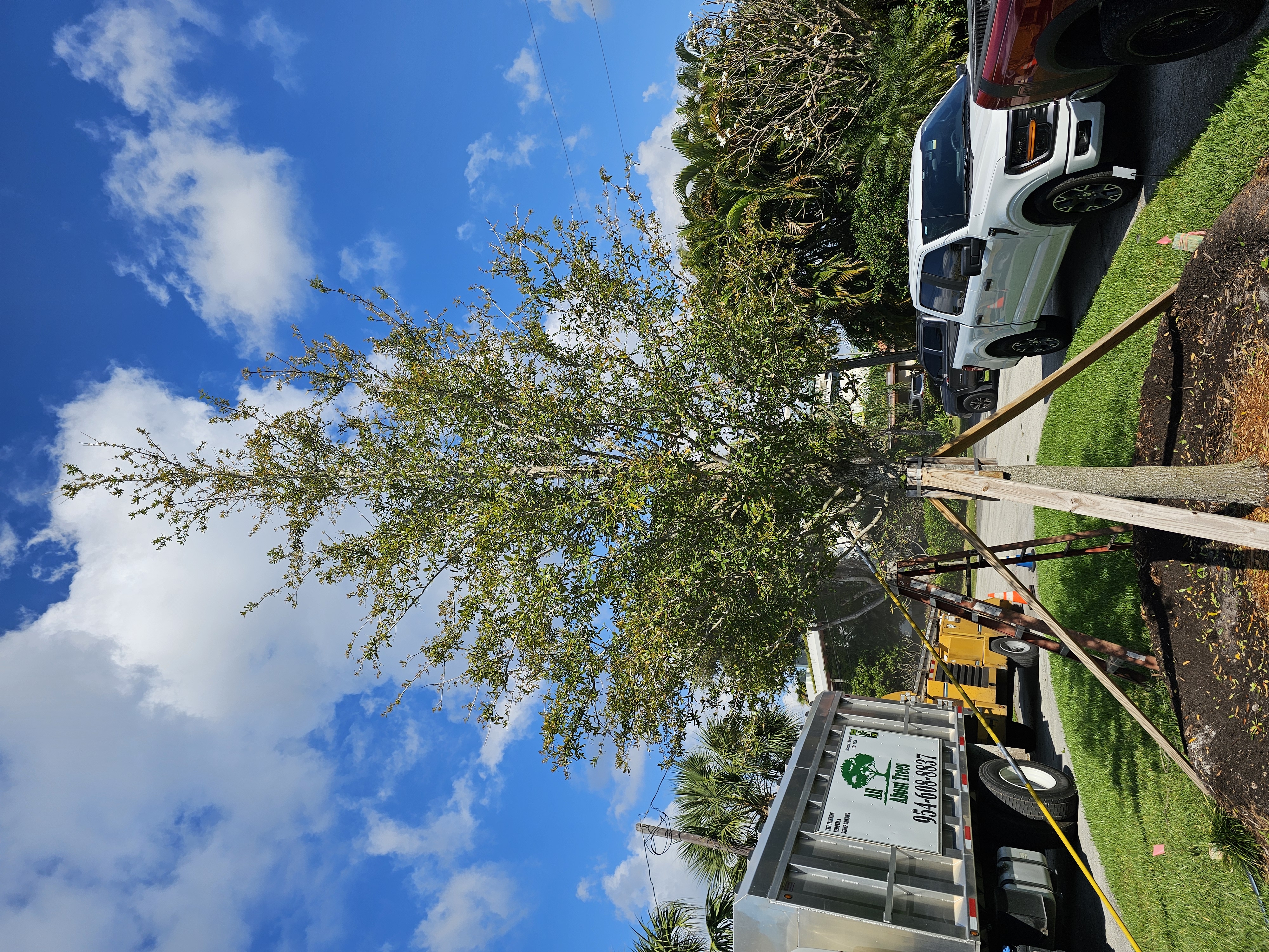 Tree installation