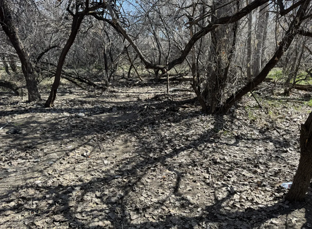 City of Billings park after cleanup