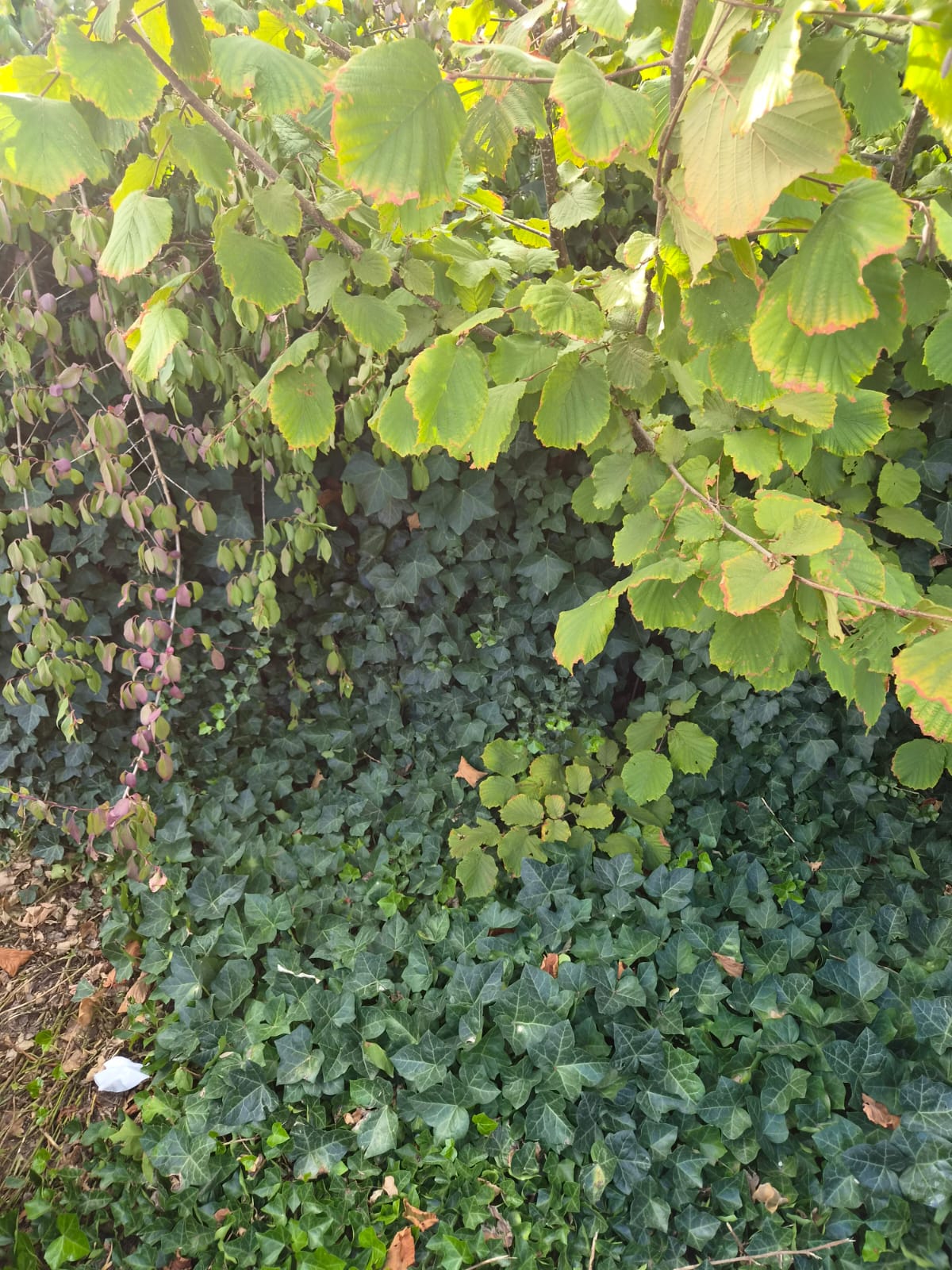 Entretien haie et espaces verts Woippy Metz