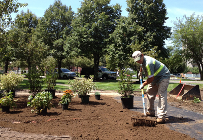 Cactus and desert tree installation for residential landscaping Glendale