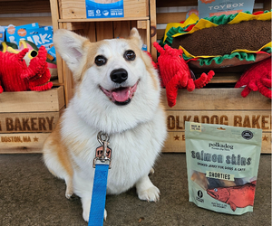 dog-friendly boston dog-friendly boston