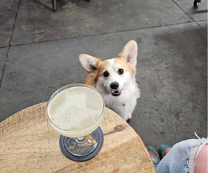 dog friendly dining boston dog friendly dining boston