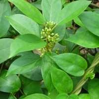 Gymnema  Sylvestre
