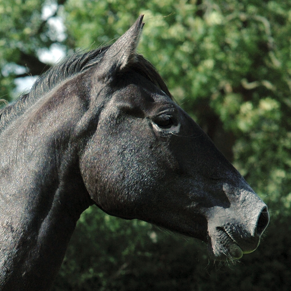 Close-up of a dark horse with an anxious expression