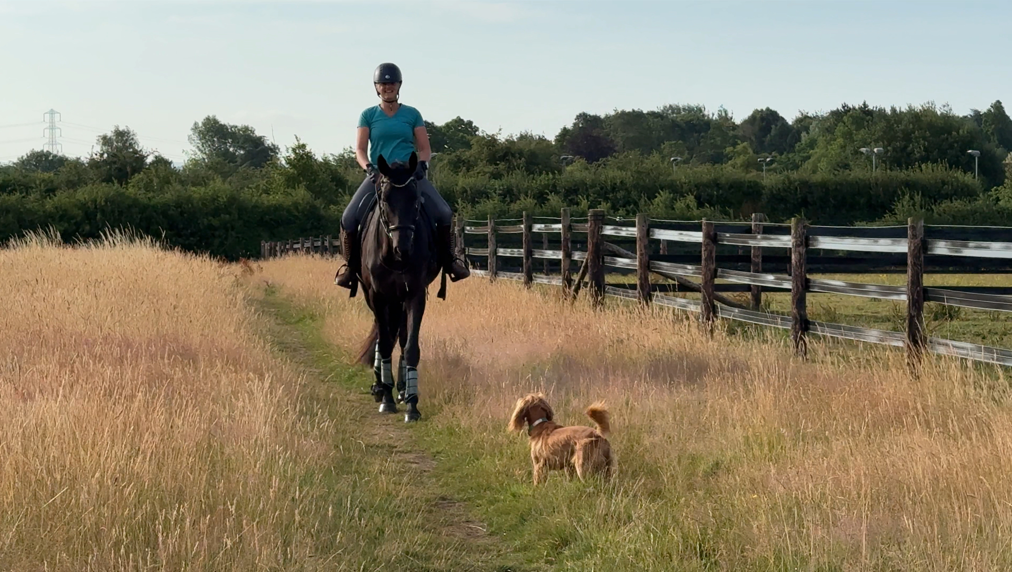 Lyla hacking out calmly on her dark horse with Foxy the dog